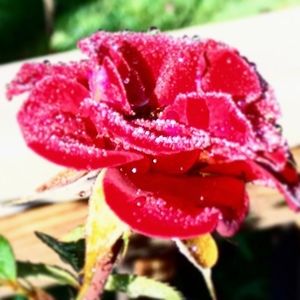 Meet your Posher, Anne marie